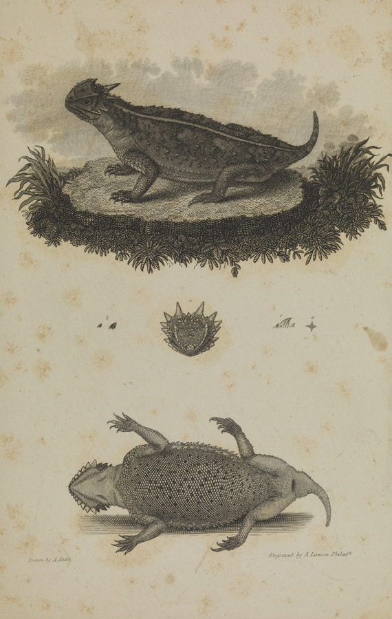 [Horny-toad (two views)]