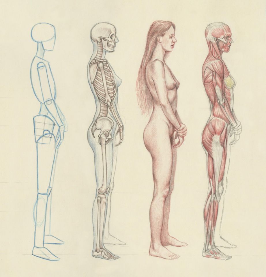 Learn Anatomy to Improve Drawing the Human Body  Art Rocket