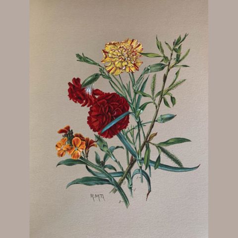 painted illustration of carnations by rosa m towne